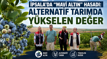 İpsala’da “mavi altın” hasadı