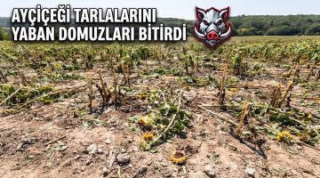 Çamlıca’da üreticilerin domuz kabusu