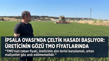 İpsala Ovası’nda çeltik hasadı başlıyor